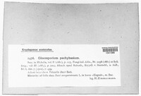 Guignardia miribelii image